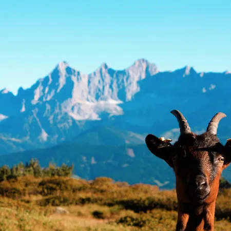 Chillhaus Pear Mountain By Aa Homes * Birnberg