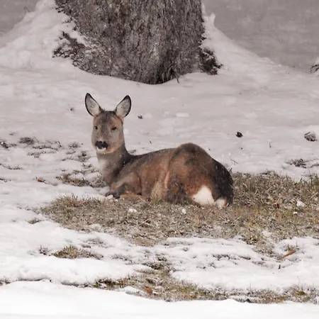 Chillhaus Pear Mountain By Aa Homes 別荘