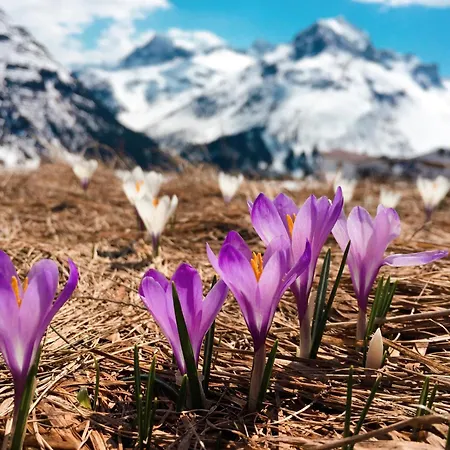 Chillhaus Pear Mountain By Aa Homes * Birnberg